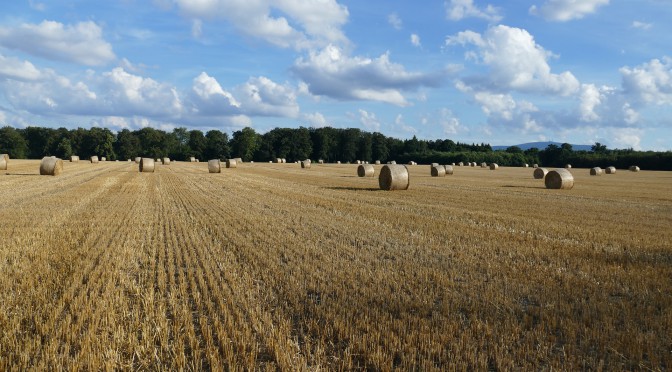 Drivers of the European Bioeconomy in Transition