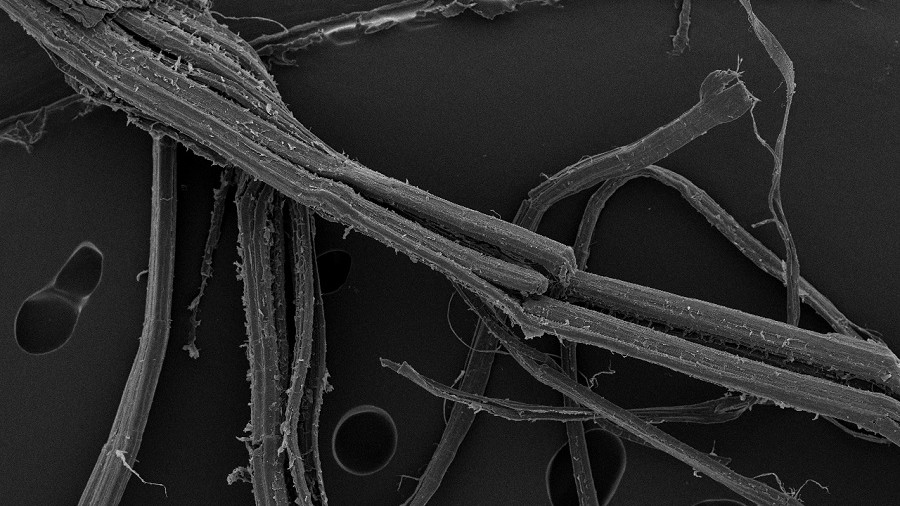 Electron micrograph of hemp fibres