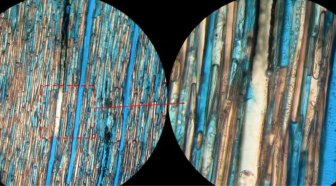 Full characterization of hemp shiv physical parameters